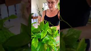 How To Make Your Pothos er #shorts