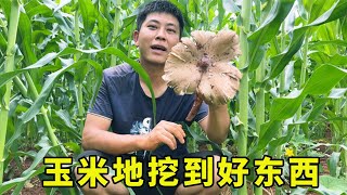 玉米地裡發現啥？連忙挖回家下鍋油炸，吃一年都不會壞【鄉村野光】