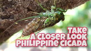 Philippine Cicada ( kuliglig ) | Cicadidae | amazing cicada life cycle