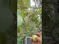 Red guava harvesting