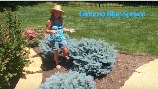 Globosa Blue Spruce plant of the week