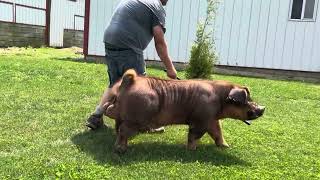 Shipley Swine Genetics Duroc Boar Grand Theft