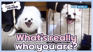 What's really who you are?😫 [Dogs Are Incredible : EP.219-2] | KBS WORLD TV 240514