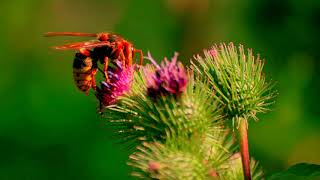 Spring - Wiosna - Andrzej Piastka - Instrumental music