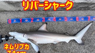 沖縄　リバーシャーク　７４cm