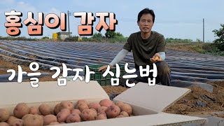 가을감자 휴면타파 안하고 통으로 심는법