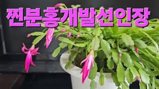 @찐분홍게발선인장이 피기시작하네요   #게발선인장