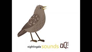 夜鷹的叫聲(nightjar sounds)