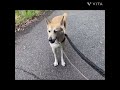 【保護犬】さきちゃん　お散歩トレーニング　part2