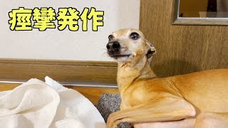 小型犬が冬休み最終日に発作を起こしてしまった【てんかん】