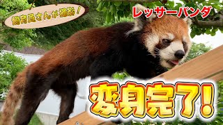 レッサーパンダの子ども 夏毛に生え替わりました！（Red panda）