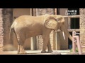 多摩動物公園　アフリカゾウ・アコさん african elephant 　2016年4月