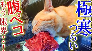 極寒と空腹で辛い野良猫へ大至急餌を与えたら