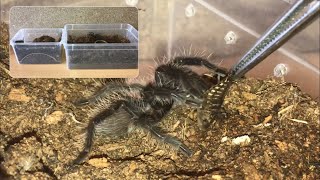 Tliltocatl Albopilosus Feeding And Rehousing