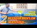 BIOFLOK IKAN NILA, Kolam sudah terisi benih