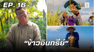 สารคดีชุด ก้าวเพื่อชัยชนะ ตอน กลุ่มผลิตเมล็ดพันธุ์ข้าวหอมมะลิ105 พระราชทานตอน 2 | EP.16