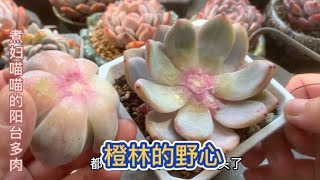 喵喵：小橙车的成功给了我莫大的野心，开新架换新盆，多头橙梦露我来了｜拇指多肉