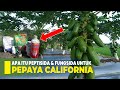 KEGUNAAN PEPTISIDA DAN FUNGSIDA UNTUK PEPAYA CALIFORNIA