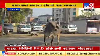 Youth injured after being attacked by stray cattle in Vadodara's Karjan | TV9News