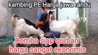 ready domba dan kambing murah, stok dikandang nf farm...