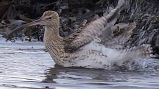 Whimbrel. 3-10-18  15-50pm.