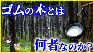 【ゆっくり解説】白い樹液が人類の歴史を変えた⁉️「ゴムの木」とは何者なのか？を解説/観葉植物として身近にも⁉️