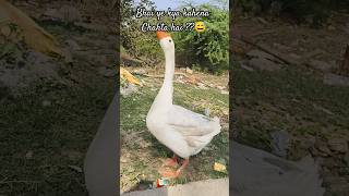 Chinese goose #reaction #reactionvideo #nature #love #trending #video #shorts #viralvideo #youtube