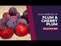 Our plums & Cherry Plums I Selection 2023