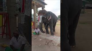 மன்னார்குடி ராஜகோபாலசாமி கோவில் ராஜகோபுரம் செங்கமலம்🐘🐘🐘🐘🐘🐘🐘🐘🐘🐘🐘