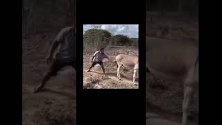 Video tingkah aneh binatang yang lucu, greats punch Funny animal dont laugh???#comedy #funny #lucu