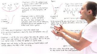 Specificity of Serine Proteases (Chymotrypsin, Trypsin and Elastase)