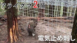 ゆっくり解説！アライグマ2頭捕獲時の電気止め刺し。