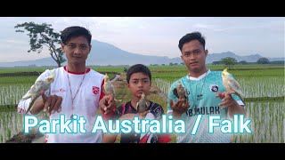 Free fly outdor, proses menjinakkan Burung Parkit Australia/Falk agar bisa Ff. Haha Official 2020