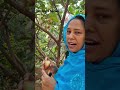 തേനു‌റും ആപ്പിൾ ചാമ്പ apple chamba sulu home garden kasaragod gardening homemade