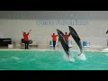 【日本｜北海道】海豚特技表演 2@小樽水族館