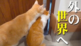 【脱走】子猫の長年の夢が叶いました