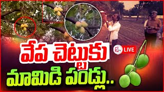 🔴LIve : ఇదెక్కడి వింత..వేప చెట్టుకు మామిడి పండ్లు   | Mango Nuts For Neem Tree |