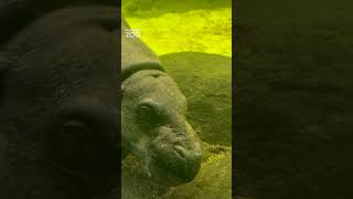 Another day living his best life! 🦛💦 Watch Felix the Pygmy hippo glide like a pro! #pygmyhippo