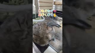 お昼寝まめたろうさん🐇#shorts #うさぎ