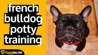 Potty Training Tips For French Bulldog Puppy