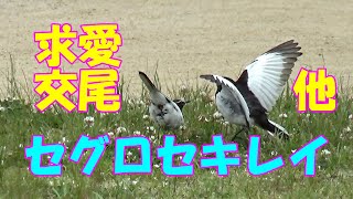 セグロセキレイ　求愛・交尾 他