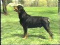 rottweiler akc breed standard series 1988