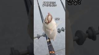 올해 첫 얼음낚시, 붕어 만나는순간!!! #낚시 #fishing