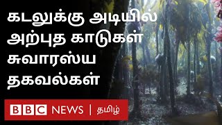 கடலுக்கு அடியில் இருக்கும் அற்புதக் காடுகள். Climate Change ஐ இவை கட்டுப்படுத்துவது எப்படி?