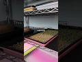 Growing Kale Microgreens on our Reusable Grow Medium really is that simple | Soilless | Hydroponics