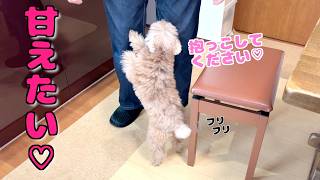 4ヶ月ぶりのママジィジに兄犬が珍しく甘え倒しました♡バァバの現状も【トイプードル】