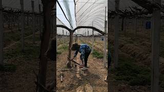 Grape Farming #satisfying #shot