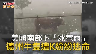 CTWANT 國際新聞 / 美國南部下「冰雹雨」　德州牛隻遭K紛紛逃命