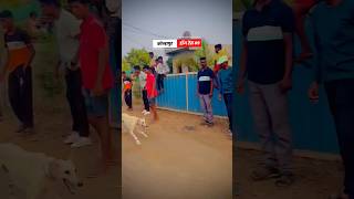 dog res Kolhapur🔥👑| Dog Race | Kolhapur Dog Racing/Dog Race/Dog Race Maharashtra/Dog Race 🚀👑