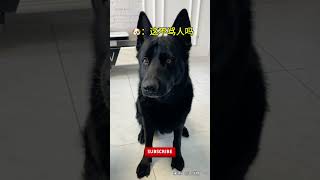 主人掏钱让狗子学狗叫，狗子直接拿出百元大钞，狗子：你学个我看看~ #pets #宠物#狗狗